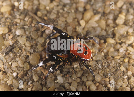 Araignée coccinelle - Eresus niger Banque D'Images