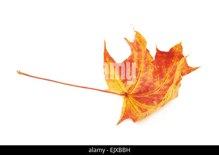 L'automne feuille d'érable rouge Banque D'Images