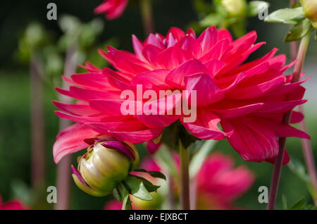 Un dahlia rose vif tourné sur le côté, à l'aide de plus en plus, à l'extérieur dans un patch de dahlias similaires. Banque D'Images