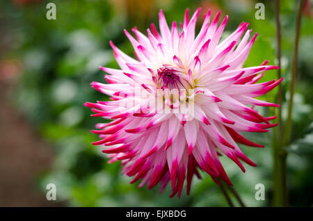 Un seul embout blanc dahlia rose avec pétales hérissés de plus en plus à l'extérieur. Banque D'Images