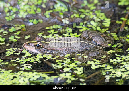 Grenouille des marais (Rana ridibunda, Surrey, Angleterre Banque D'Images