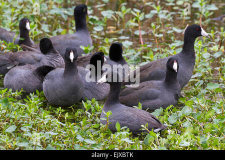 Migratrice de foulques d'Amérique (Fulica americana), Brazos Bend State Park, Needville, Texas, États-Unis Banque D'Images