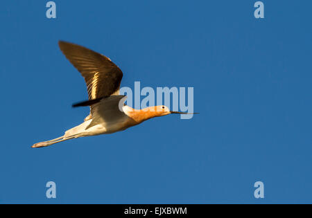 L'avocette d'Amérique (Recurvirostra americana), volant, Galveston, Texas, États-Unis Banque D'Images