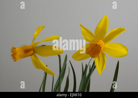 Narcisse jonquille naine tete a tete Jetfire avec ses fleurs jaune vif avec un centre en forme de trompette corona ( ). Banque D'Images