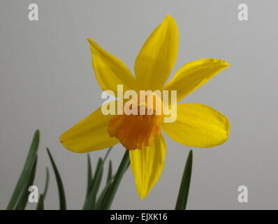 Narcisse jonquille naine tete a tete Jetfire avec ses fleurs jaune vif avec un centre en forme de trompette corona ( ). Banque D'Images