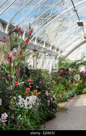 L'affichage à l'Orchidée RHS Wisley Gardens, Surrey, Angleterre Banque D'Images