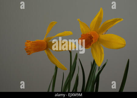 Narcisse jonquille naine tete a tete Jetfire avec ses fleurs jaune vif avec un centre en forme de trompette corona ( ). Banque D'Images