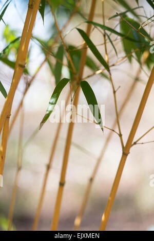 Phyllostachys aureosulcata aureocaulis. Bambou tige jaune Banque D'Images
