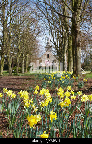 Les jonquilles allée d'arbres de l'église St Michael and All Angels Copford Essex UK Banque D'Images