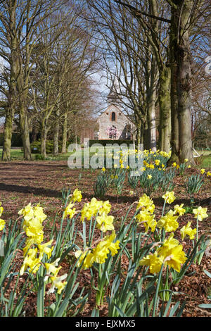 Les jonquilles allée d'arbres de l'église St Michael and All Angels Copford Essex UK Banque D'Images