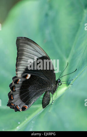 Emerald (ou en bandes) Peacock Swallowtail Butterfly : Papilio palinurus. Banque D'Images