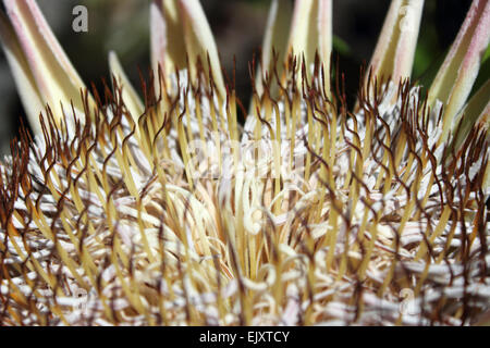 Close up of a King Protea, la fleur nationale d'Afrique du Sud. Banque D'Images