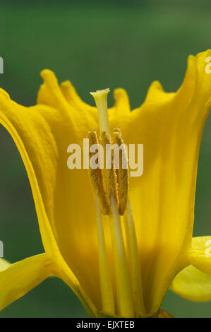 La jonquille sauvage / lily (Narcissus pseudonarcissus Carême) échantillon de fleur montrant les pétales, les étamines et le style Banque D'Images