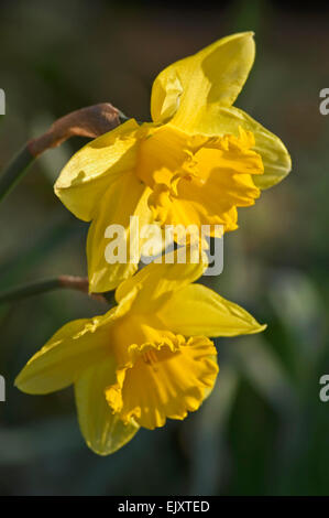 Les jonquilles sauvages / Carême lilies (Narcissus pseudonarcissus) en fleurs Banque D'Images