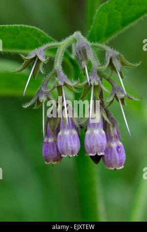 Consoude consoude Quaker / communes / l'eupatoire perfoliée / knitbone (Symphytum officinale) en fleurs Banque D'Images