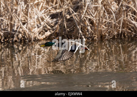 Canard colvert voler. Banque D'Images