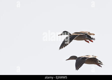 Vol de canards Banque D'Images