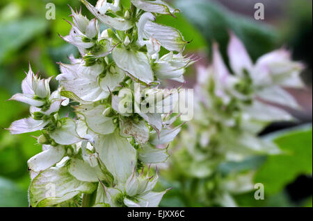 La sauge sclarée (Salvia sclarea) en fleur, herbe médicinale originaire de la Méditerranée Banque D'Images