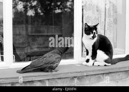 Crow et Pet cat partager une soucoupe de lait sur un rebord de fenêtre. Banque D'Images