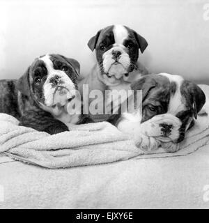 M. Alan J., Hardwicke a West End solliciteur, sortit de Thames Magistrates Court cet après-midi (mercredi) avec un chiot Boxer. Le chiot avait été cruellement traités et a été l'objet d'une accusation. Lorsque la disposition du chien a été examiné M. Alan J. Hardwicke a dit que sa fille Barbara âgés de 13 ans a été de me demander pour un chiot Boxer pendant des mois et qu'il lui donnerait le chien un bon accueil. Le chien assis de contentement en attente de son nouveau maître de prendre sa maison à sa fille Barbara. Janvier 1957 J0254 Banque D'Images