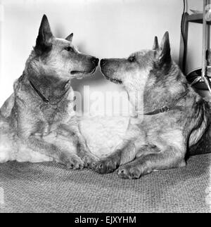 Animaux : Chiens : l'histoire sera faite à la Cruft's dog show cette année lorsque 'Honey' les 3 ans bovins australiens chien fait la toute première apparition de sa race à l'exposition sur février, 14e rue Valentines Day. Février 1981 81-0571-008 Banque D'Images