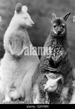 Animals-Wallakies une nouvelle ligne dans les Cavaliers : Qu'est-ce que vous obtenez lorsque vous traversez un livre blanc avec un wallaby wallaby brown ? Réponse : Un cavalier de couleur. C'est ce que peu de la perce-neige Zoo Flamingo à Olney, Buckinghamshire, s'est avéré être. L'étrange robe est assez pour faire un wallaby hopping mad. Mai 1978 P015138 Banque D'Images