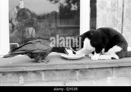 Crow et Pet cat partager une soucoupe de lait sur un rebord de fenêtre. Banque D'Images