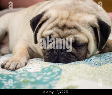 Un chien Pug dormir sur un lit Banque D'Images