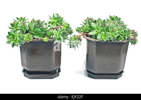 Houseleek sempervivum (plantes en pots) isolated on white Banque D'Images