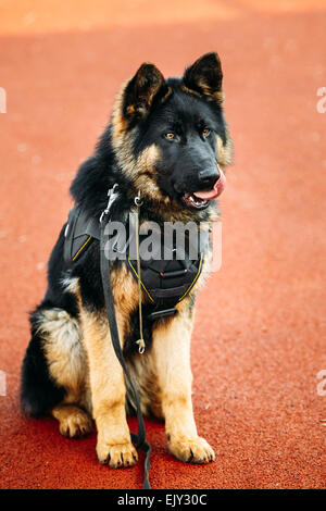 Jeune Chiot Berger allemand noir assis sur le sol Banque D'Images