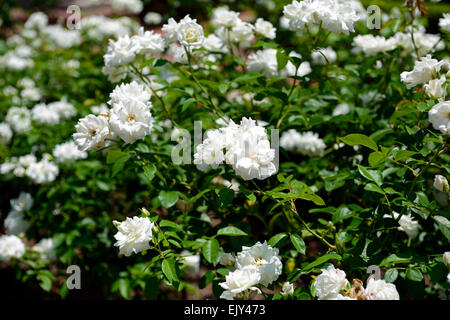 Rosa rosa iceberg Iceberg korbin syn white roses rose fleurs d'arbustes à fleurs fleurs portraits végétaux floribunda floral rm Banque D'Images