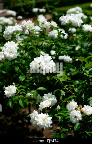 Rosa rosa iceberg Iceberg korbin syn white roses rose fleurs d'arbustes à fleurs fleurs portraits végétaux floribunda floral rm Banque D'Images