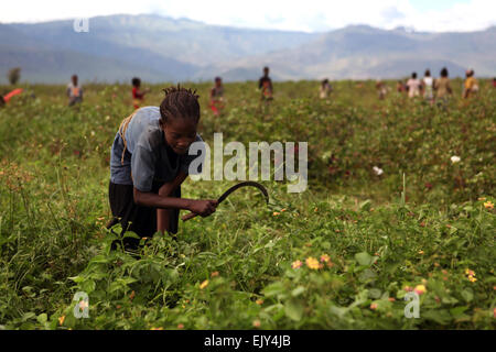 L'agriculture dans la vallée de l'Omo, en Ethiopie. Banque D'Images