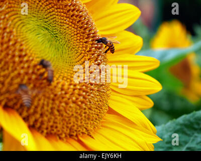 Close Up sur abeilles un tournesol Banque D'Images