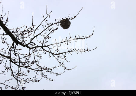 Photographie d'un nid suspendu à un arbre sur un jour nuageux d'un hiver canadien. Banque D'Images