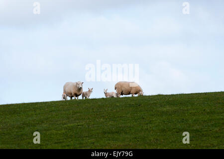 Le pâturage sur les brebis et les agneaux haut de colline à Pembrokeshire, Pays de Galles. Preselli Parc National. Banque D'Images