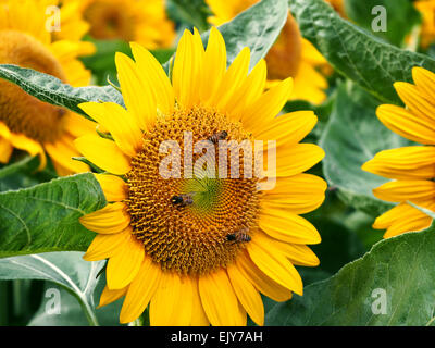 Close Up sur abeilles un tournesol Banque D'Images