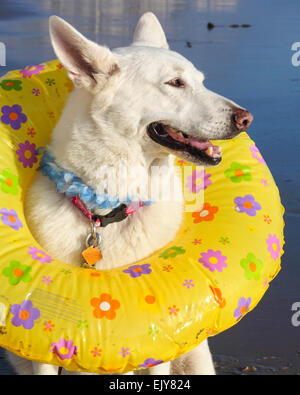 Berger Allemand blanc portant l'anneau de natation à la plage Banque D'Images