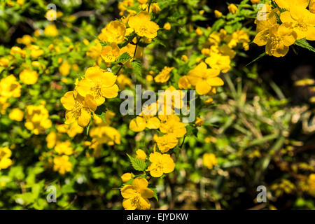 Yamabuki vexille (japonica),fleurs,Jardin Rikugien Bunkyo-Ku,Tokyo, Japon Banque D'Images