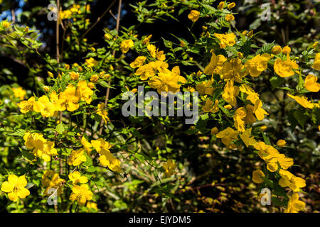 Yamabuki vexille (japonica),fleurs,Jardin Rikugien Bunkyo-Ku,Tokyo, Japon Banque D'Images