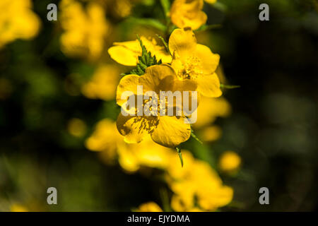 Yamabuki vexille (japonica),fleurs,Jardin Rikugien Bunkyo-Ku,Tokyo, Japon Banque D'Images