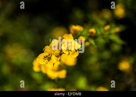 Yamabuki vexille (japonica),fleurs,Jardin Rikugien Bunkyo-Ku,Tokyo, Japon Banque D'Images