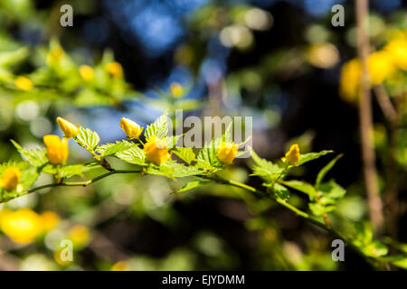 Yamabuki vexille (japonica),fleurs,Jardin Rikugien Bunkyo-Ku,Tokyo, Japon Banque D'Images