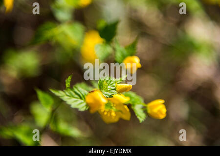 Yamabuki vexille (japonica),fleurs,Jardin Rikugien Bunkyo-Ku,Tokyo, Japon Banque D'Images