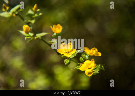 Yamabuki vexille (japonica),fleurs,Jardin Rikugien Bunkyo-Ku,Tokyo, Japon Banque D'Images