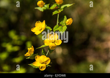 Yamabuki vexille (japonica),fleurs,Jardin Rikugien Bunkyo-Ku,Tokyo, Japon Banque D'Images