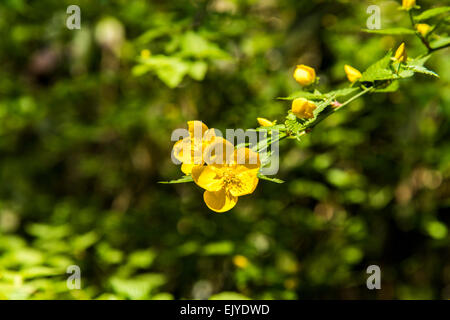 Yamabuki vexille (japonica),fleurs,Jardin Rikugien Bunkyo-Ku,Tokyo, Japon Banque D'Images