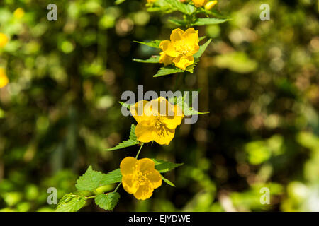 Yamabuki vexille (japonica),fleurs,Jardin Rikugien Bunkyo-Ku,Tokyo, Japon Banque D'Images