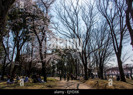 Hanami (cerisiers en fleurs),affichage,parc Ueno de Tokyo,Japon,Taito-Ku Banque D'Images