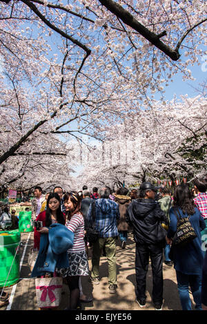 Hanami (cerisiers en fleurs),affichage,parc Ueno de Tokyo,Japon,Taito-Ku Banque D'Images